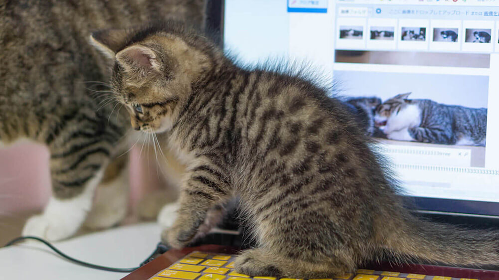 パソコンの上に乗る猫